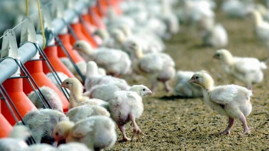 Europa se convierte en el epicentro de la gripe aviar