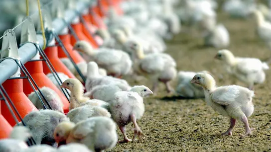 Europa se convierte en el epicentro de la gripe aviar Europa se convierte en el epicentro de la gripe aviar