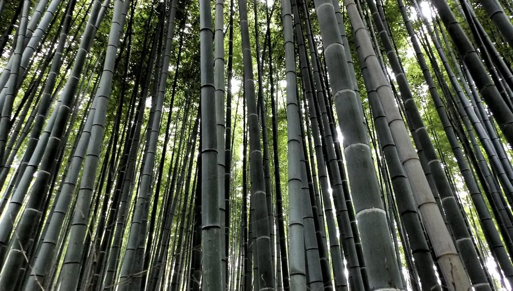 Bosque de bambú de Kioto