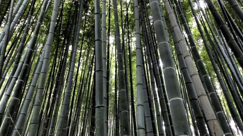 Bosque de bambú de Kioto