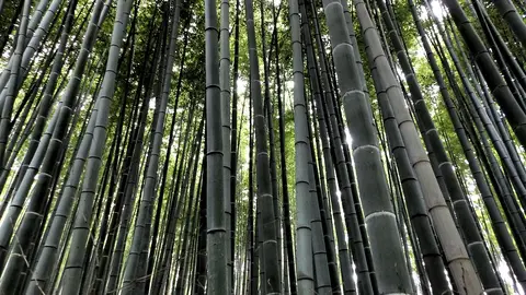 Bosque de bambú de Kioto Bosque de bambú de Kioto