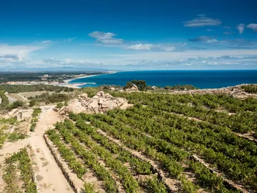 Viñedos junto al mar en Argelès-sur-Mer. Viñedos junto al mar en Argelès-sur-Mer.