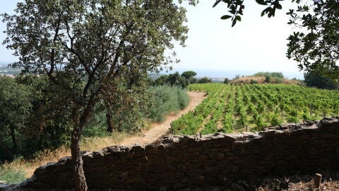 Viñedos en Argelès-sur-Mer