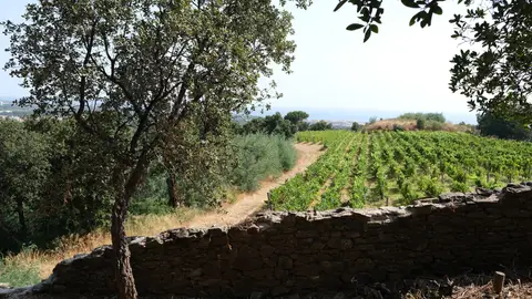 Viñedos en Argelès-sur-Mer Viñedos en Argelès-sur-Mer