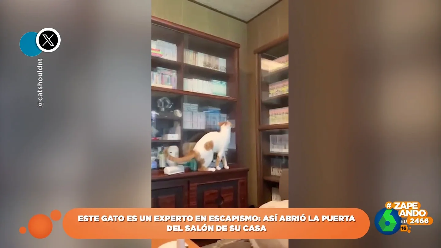 El minino escapista: la increíble habilidad de un gato para abrir una puerta cerrada con pestillo El minino escapista: la increíble habilidad de un gato para abrir una puerta cerrada con pestillo