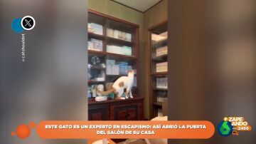 El minino escapista: la increíble habilidad de un gato para abrir una puerta cerrada con pestillo