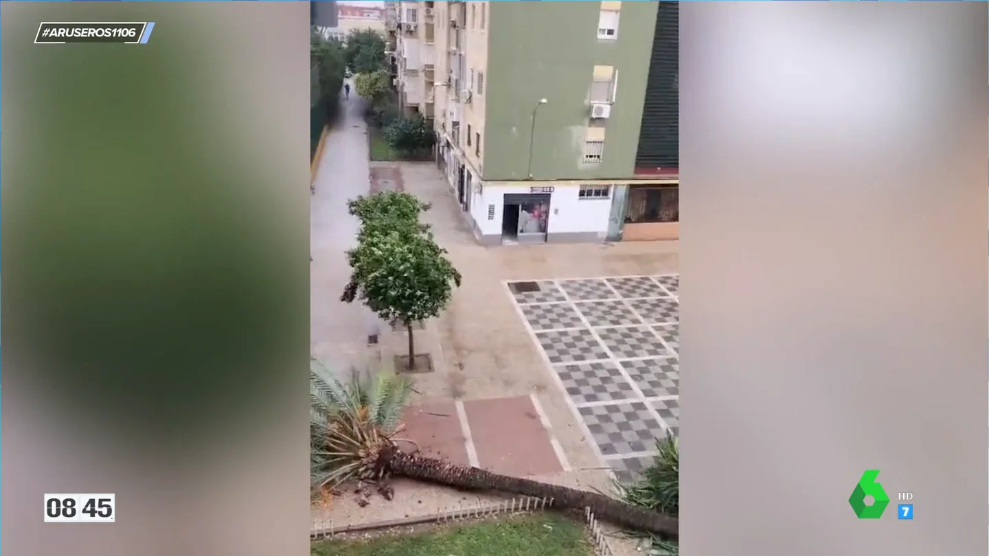 El vídeo viral en el que una mujer narra cómo cae una palmera: "En directo, señores, ¡ea, ya no hay palmera!" El vídeo viral en el que una mujer narra cómo cae una palmera: "En directo, señores, ¡ea, ya no hay palmera!"