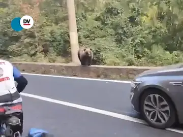El susto de dos turistas al ver un oso al lado de la carretera
