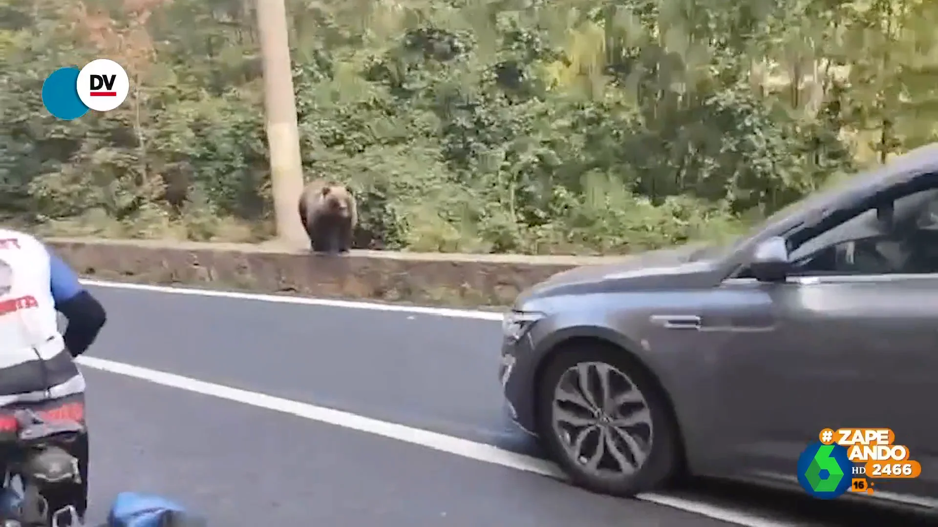 El susto de dos turistas al ver un oso al lado de la carretera