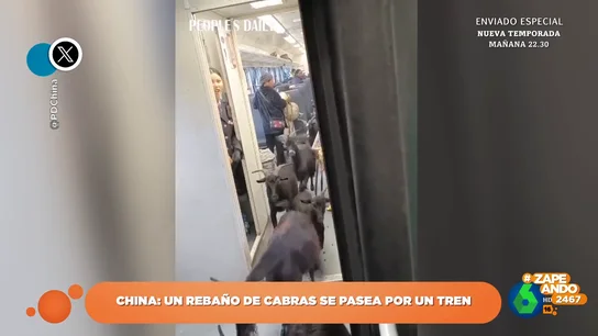 Los singulares pasajeros que ocupan un tren en China consiguen hacerse virales Los singulares pasajeros que ocupan un tren en China consiguen hacerse virales