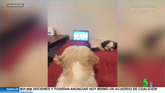 Así le pide un perro a su dueña que le ponga dibujos animados de cachorritos en la tablet Así le pide un perro a su dueña que le ponga dibujos animados de cachorritos en la tablet