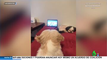 Así le pide un perro a su dueña que le ponga dibujos animados de cachorritos en la tablet