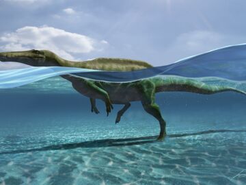 Encuentran en La Rioja 27 huellas de dinosaurios que sabian nadar