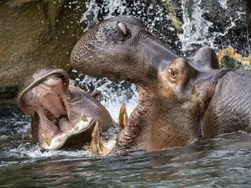 Muere a los 40 años Raff, el emblemático hipopótamo de Valencia