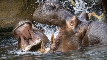 Muere a los 40 años Raff, el emblemático hipopótamo de Valencia