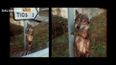 Salvados Lobo Salvados Lobo