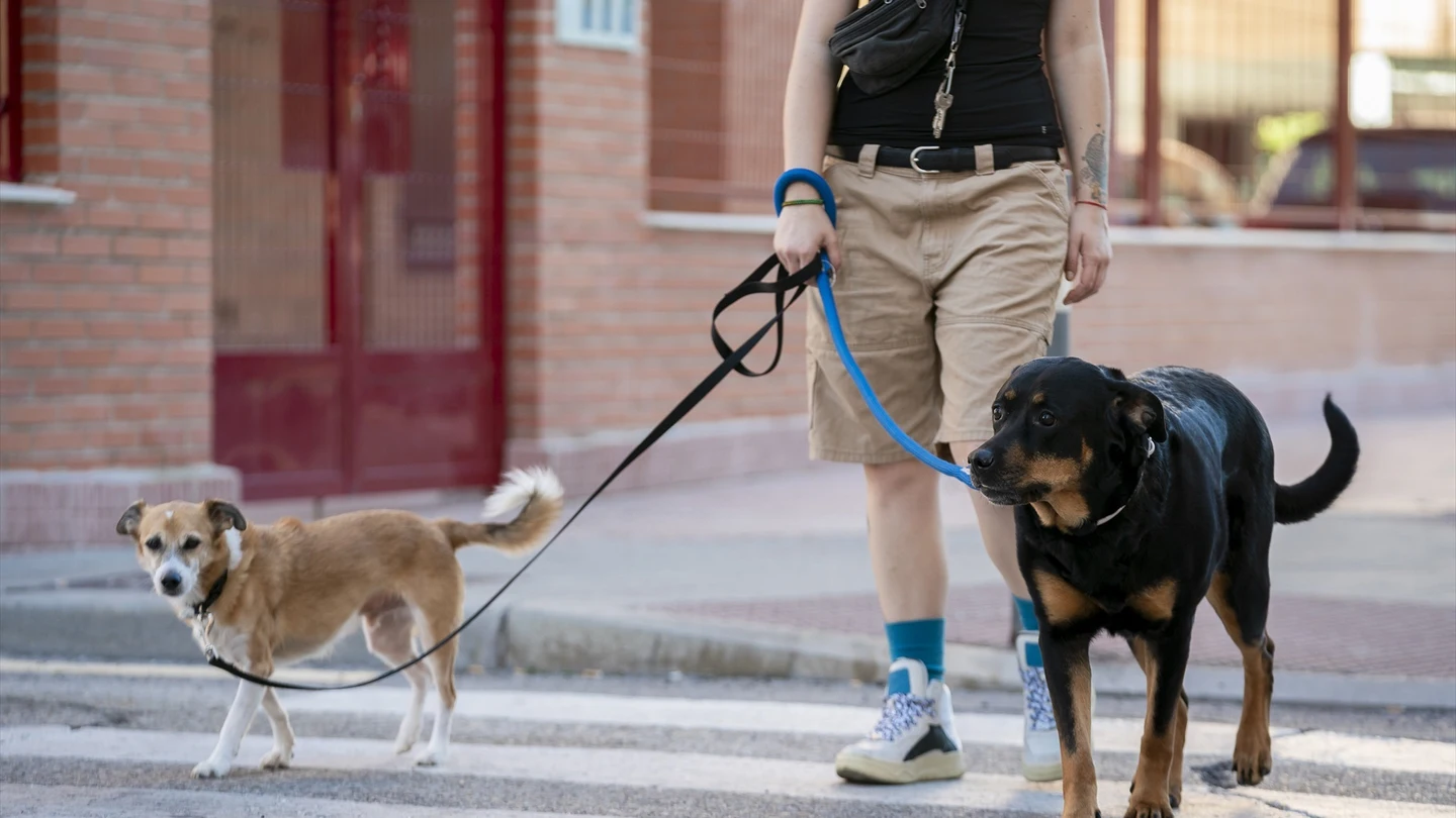 Estas son las posibles consecuencias legales si tu perro ataca a una persona Estas son las posibles consecuencias legales si tu perro ataca a una persona