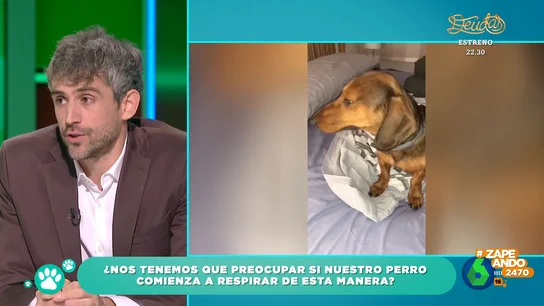 "¿Por qué mi perro respira de manera extraña?: la consulta de un espectador al veterinario Víctor Algra "¿Por qué mi perro respira de manera extraña?: la consulta de un espectador al veterinario Víctor Algra