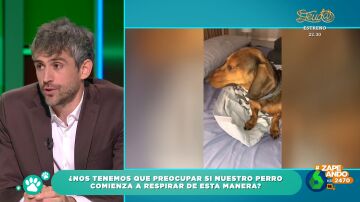 "¿Por qué mi perro respira de manera extraña?: la consulta de un espectador al veterinario Víctor Algra