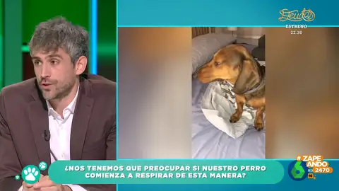 "¿Por qué mi perro respira de manera extraña?: la consulta de un espectador al veterinario Víctor Algra