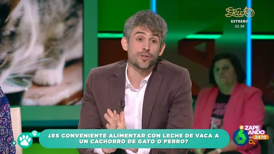 ¿Pueden tomar leche de vaca los gatos y perros? El veterinario Víctor Algra responde ¿Pueden tomar leche de vaca los gatos y perros? El veterinario Víctor Algra responde