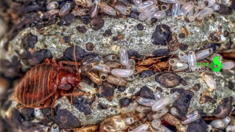 Hoy, en Equipo de Investigación, Gloria Serra se pone tras la pista de la plaga de chinches que azota a Francia y España