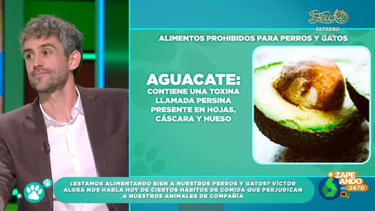 ZAPEANDO: Veterinario: alimentos tóxicos para gatos ZAPEANDO: Veterinario: alimentos tóxicos para gatos