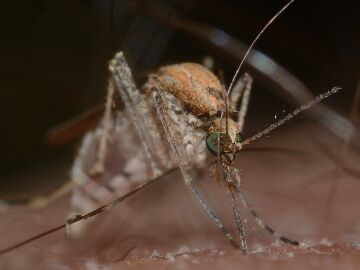 mosquito virus del Nilo