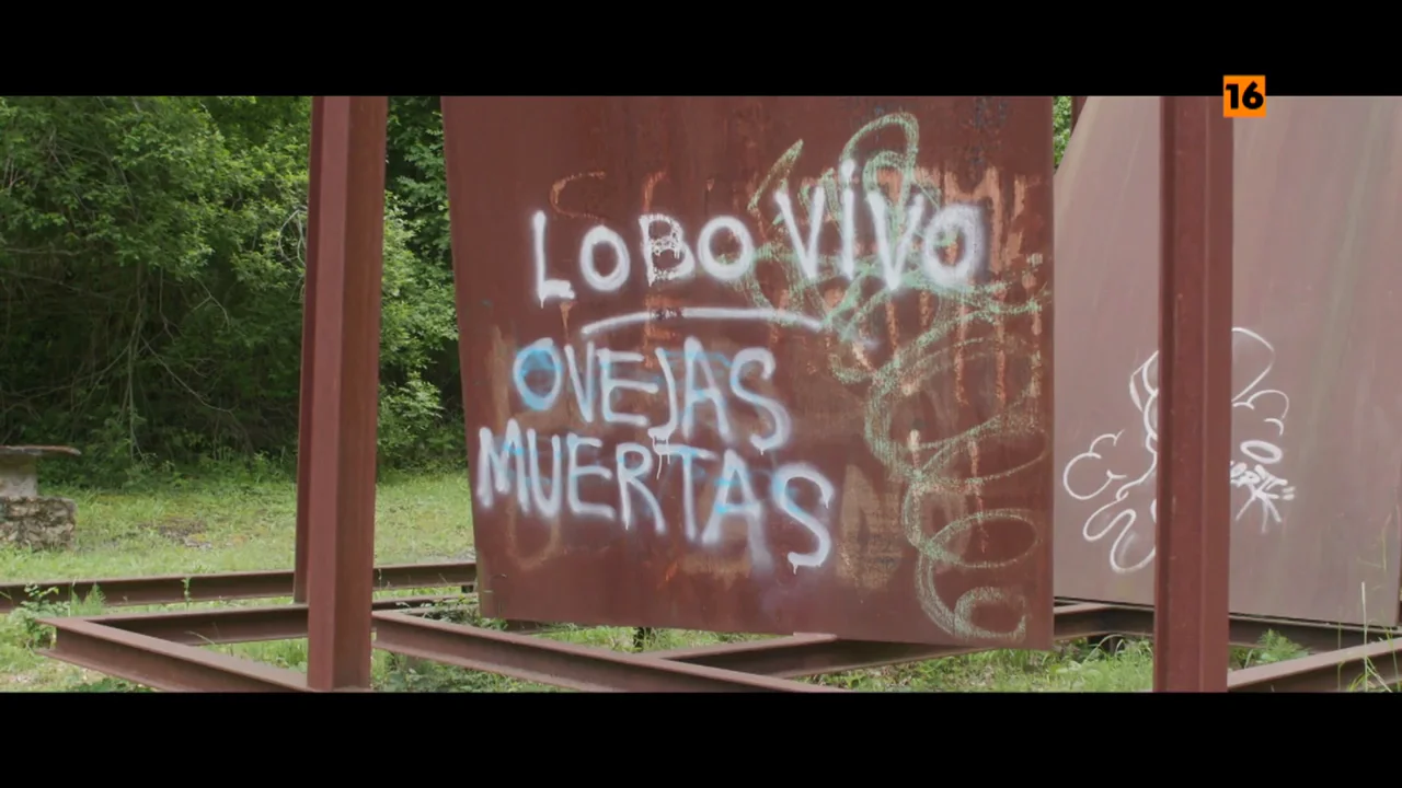 Hoy, en Salvados, Gonzo se adentra en el conflicto que enfrenta a ganaderos y ecologistas por la presencia del lobo