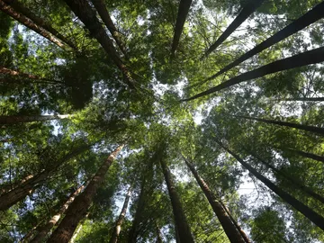 Bosque de Secuoyas de Cabezón de la Sal Bosque de Secuoyas de Cabezón de la Sal