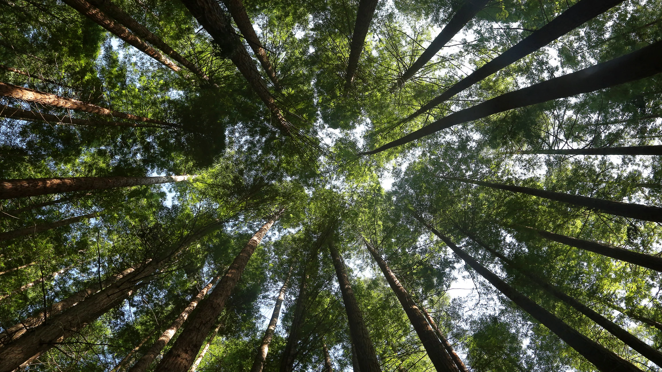 Bosque de Secuoyas de Cabezón de la Sal Bosque de Secuoyas de Cabezón de la Sal