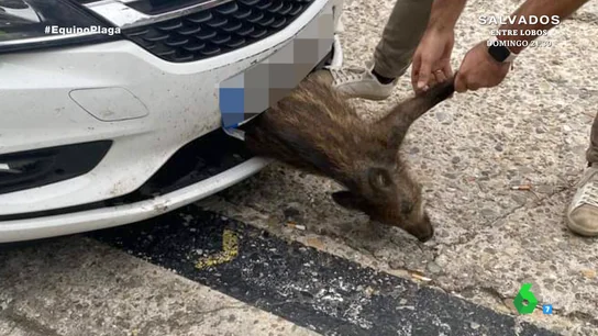 "A veces llegan con el animal incrustado": así disparan los jabalíes los accidentes de tráfico en Galicia "A veces llegan con el animal incrustado": así disparan los jabalíes los accidentes de tráfico en Galicia