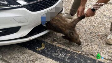 "A veces llegan con el animal incrustado": así disparan los jabalíes los accidentes de tráfico en Galicia