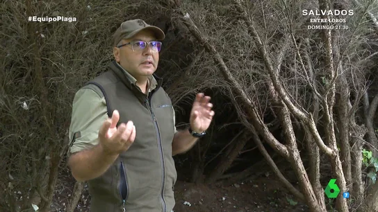 Un cazador advierte de la "agresividad" de los jabalíes y desvela los cuatro motivos por los que atacan Un cazador advierte de la "agresividad" de los jabalíes y desvela los cuatro motivos por los que atacan