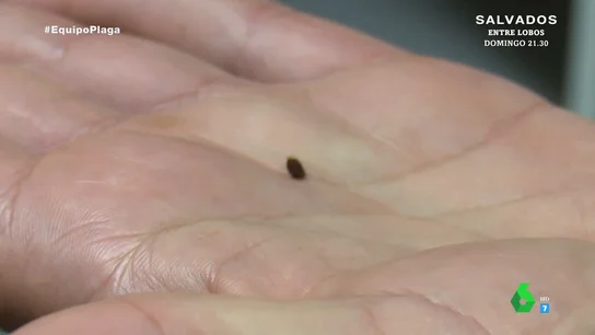 "Ser un foco no me parecía ético": el gerente de un albergue muestra la plaga de chinches que le obligó a cerrar y perder cerca de 70.000 euros "Ser un foco no me parecía ético": el gerente de un albergue muestra la plaga de chinches que le obligó a cerrar y perder cerca de 70.000 euros