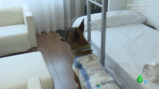 Así detectan las chinches los perros especializados: "Tiene una eficacia de casi el 100%" Así detectan las chinches los perros especializados: "Tiene una eficacia de casi el 100%"