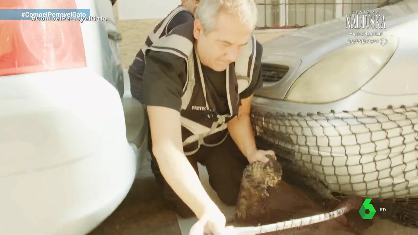 Cleo, la gatita rescatada de un motor en Fuenlabrada con final feliz Cleo, la gatita rescatada de un motor en Fuenlabrada con final feliz