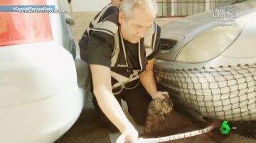 Cleo, la gatita rescatada de un motor en Fuenlabrada con final feliz