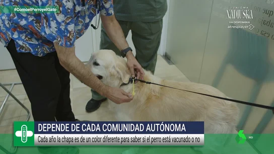 La vacuna de la rabia: así es el proceso de inmunización en nuestros perros La vacuna de la rabia: así es el proceso de inmunización en nuestros perros
