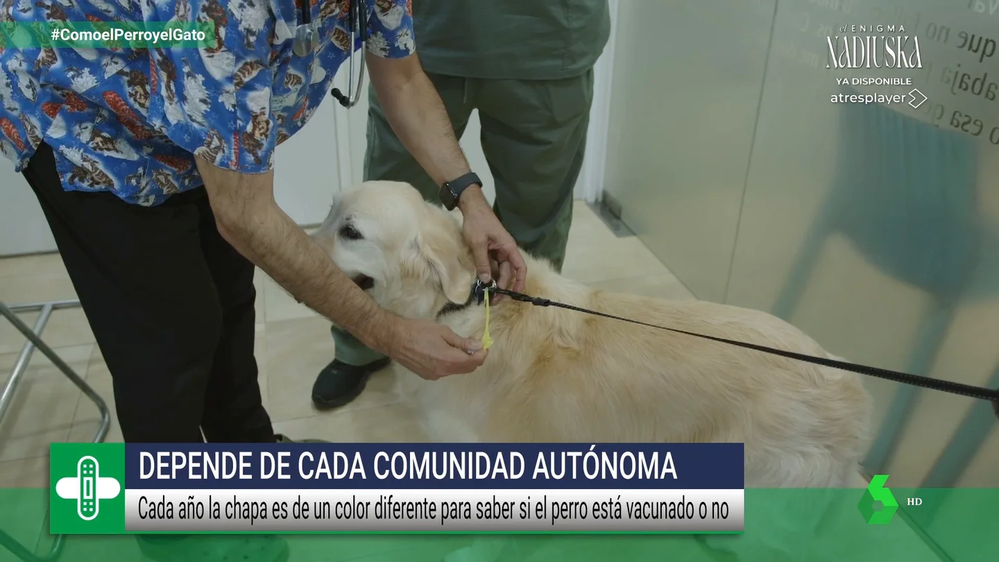 La vacuna de la rabia: así es el proceso de inmunización en nuestros perros La vacuna de la rabia: así es el proceso de inmunización en nuestros perros