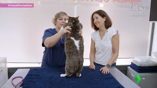 La "pandemia silenciosa" también afecta a los gatos: cómo saber si mi gato sufre obesidad La "pandemia silenciosa" también afecta a los gatos: cómo saber si mi gato sufre obesidad