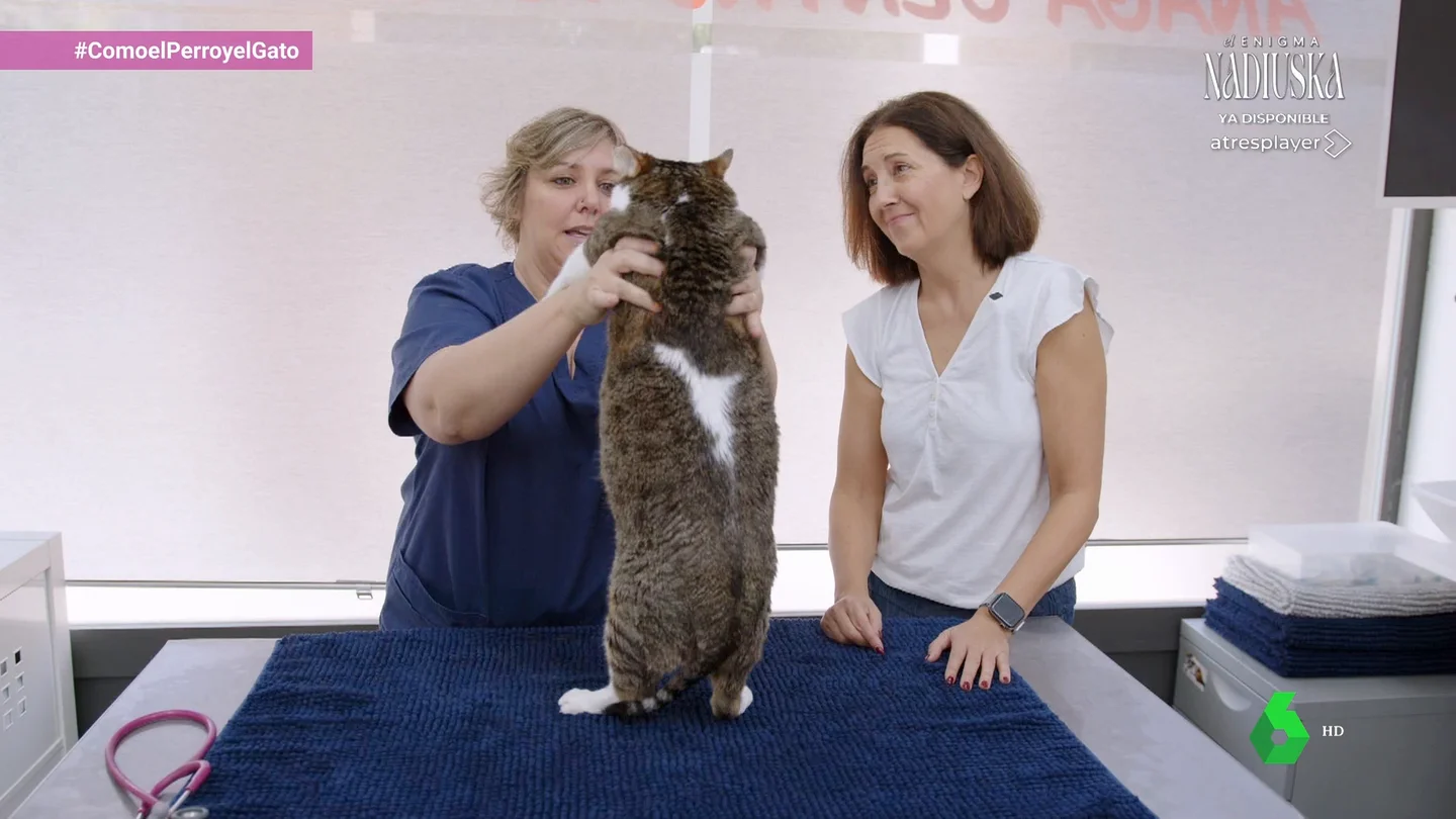 La "pandemia silenciosa" también afecta a los gatos: cómo saber si mi gato sufre obesidad La "pandemia silenciosa" también afecta a los gatos: cómo saber si mi gato sufre obesidad