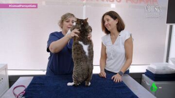 La "pandemia silenciosa" también afecta a los gatos: cómo saber si mi gato sufre obesidad