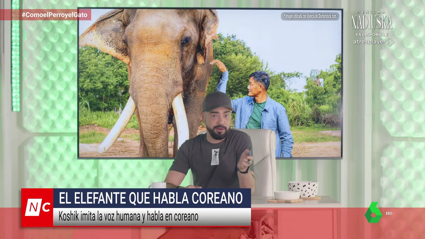 La actualidad más canalla del mundo animal: un rescatador borracho y un elefante que habla coreano La actualidad más canalla del mundo animal: un rescatador borracho y un elefante que habla coreano
