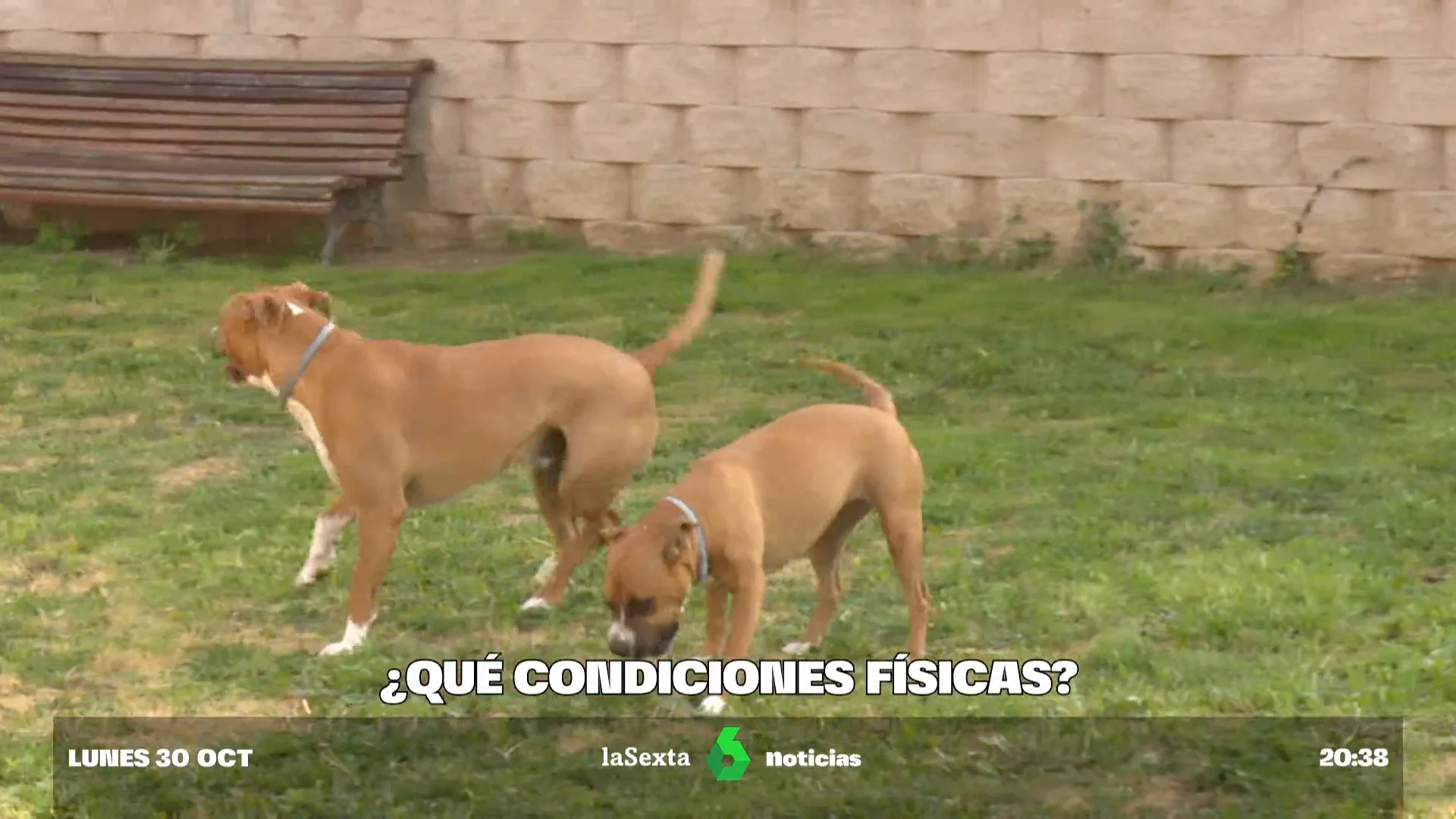 ¿Cómo saber cuando un perro es considerado peligroso?