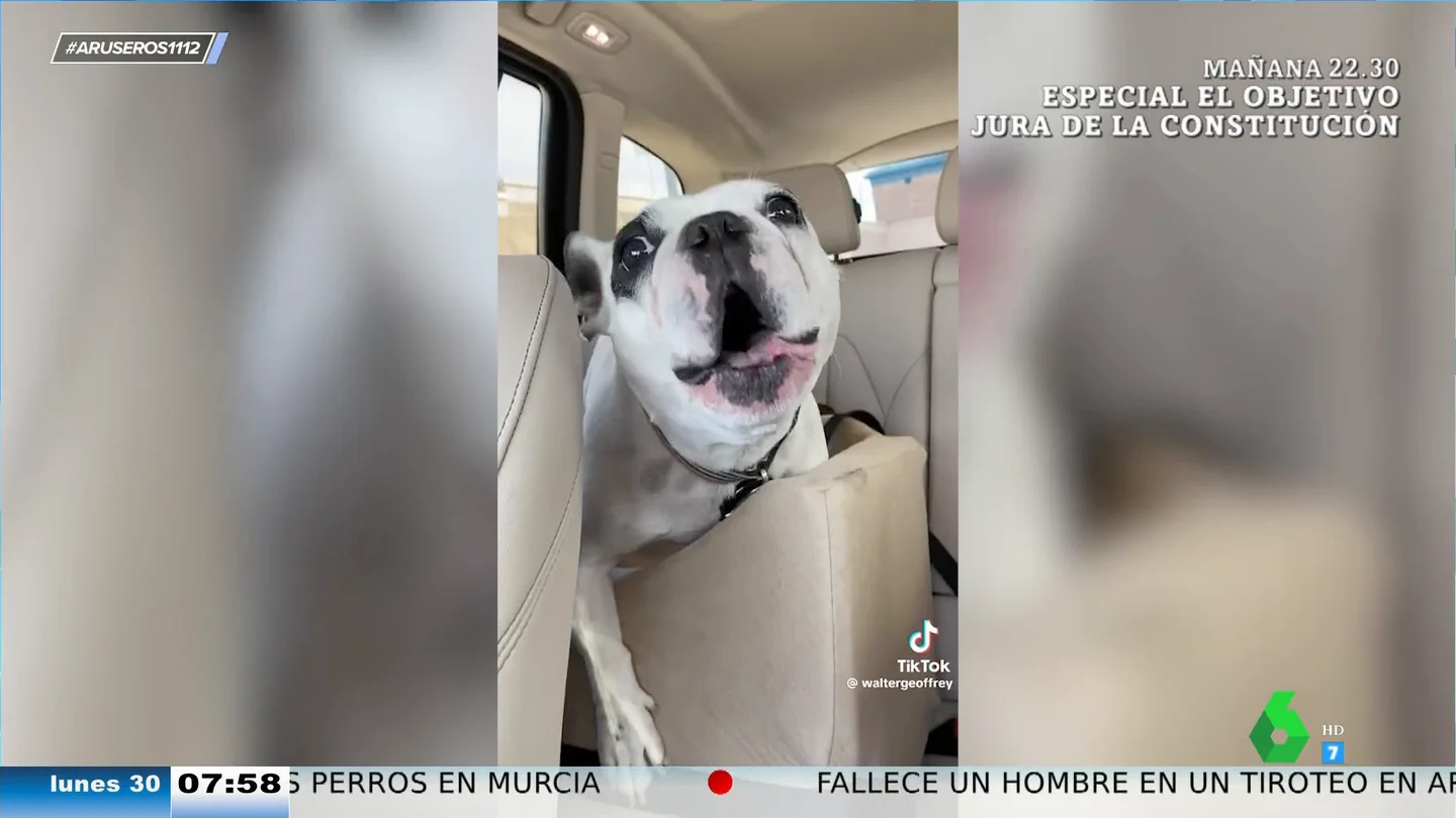 Este perro odia los lunes tanto como tú Este perro odia los lunes tanto como tú
