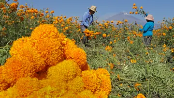 gricultores cosechan flor de cempasúchil, usada tradicionalmente para adornar altares, ofrendas y tumbas en temporada de Día de Muertos.