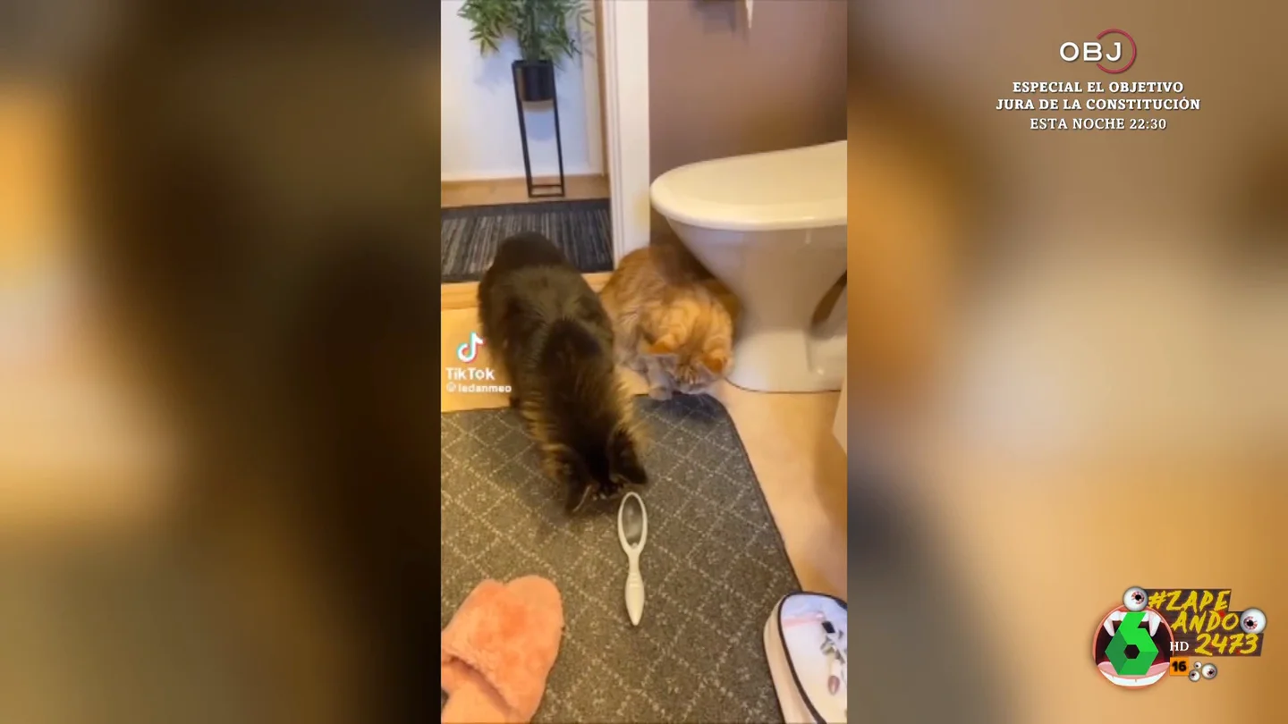 Un cepillo de miedo: un gato se pega un tremendo susto por culpa de este objeto Un cepillo de miedo: un gato se pega un tremendo susto por culpa de este objeto