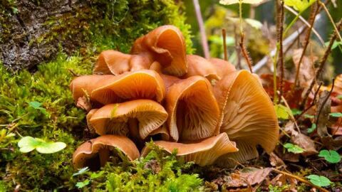 Setas en la Sierra de Francia
