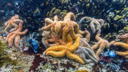 Vista de estrellas de mar, en una fotografía de archivo Vista de estrellas de mar, en una fotografía de archivo